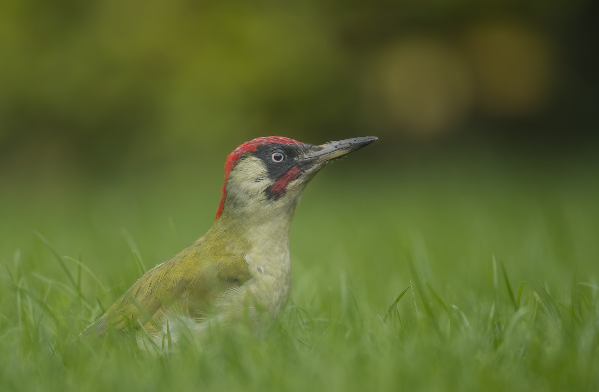 Eurasian Green Woodpecker - ML251033161