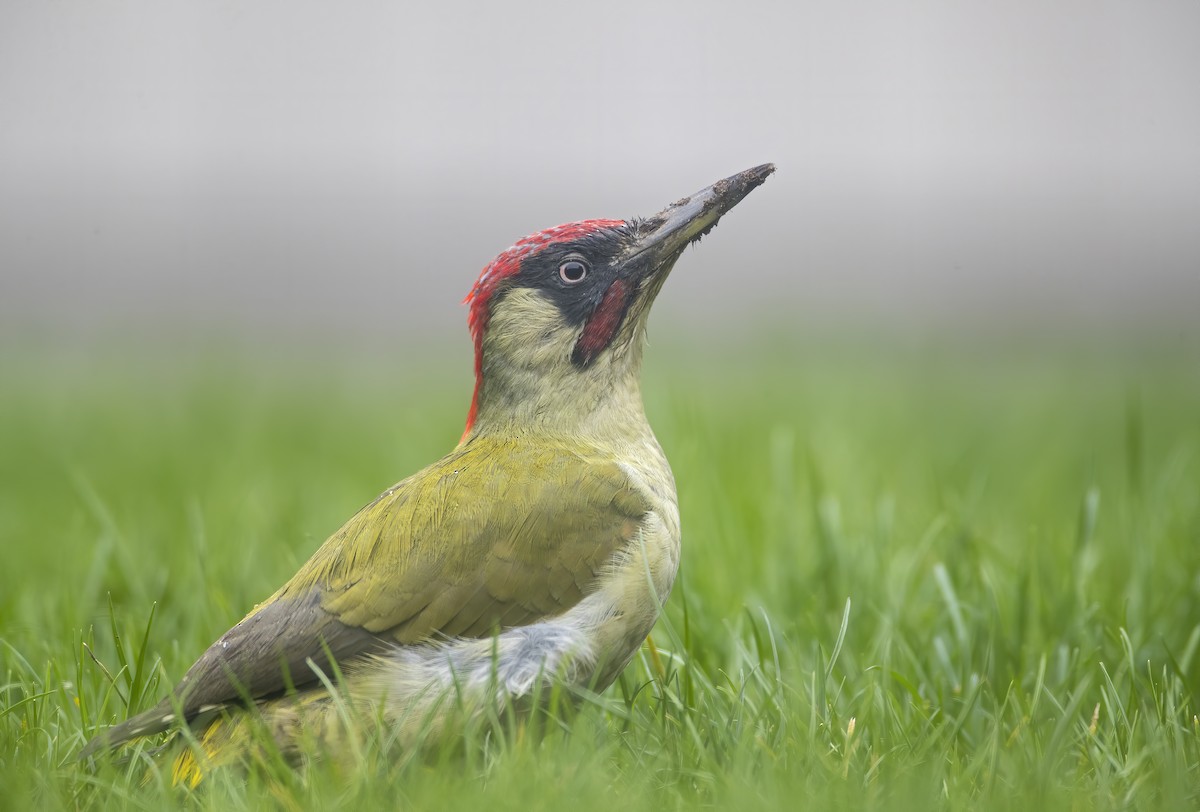 Eurasian Green Woodpecker - Pascal De Munck