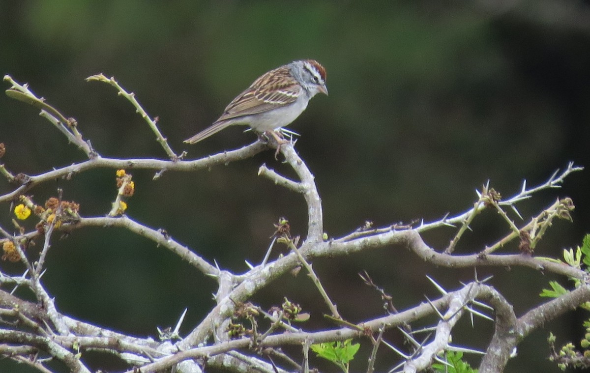 Chipping Sparrow - ML25103351