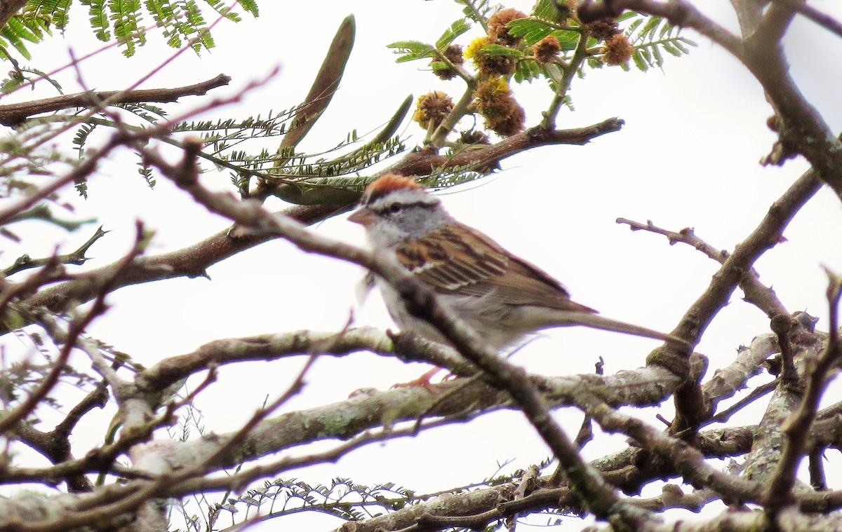 Chipping Sparrow - ML25103361