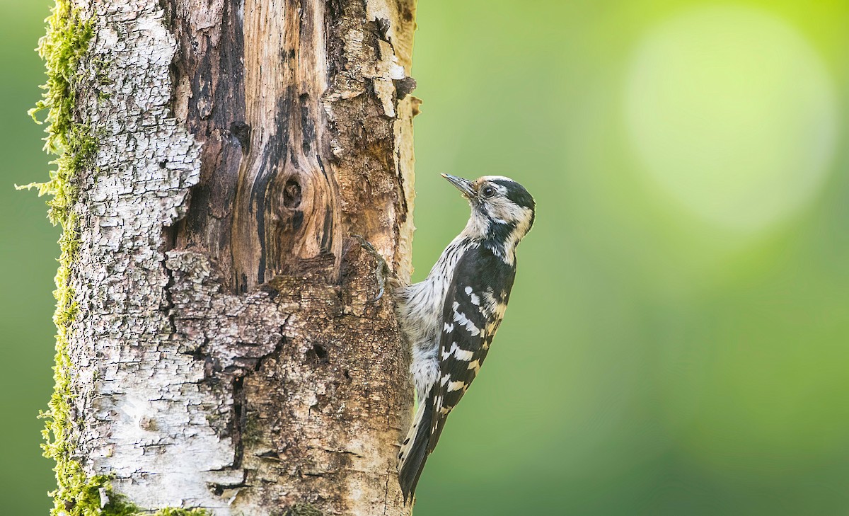 Lesser Spotted Woodpecker - ML251034241