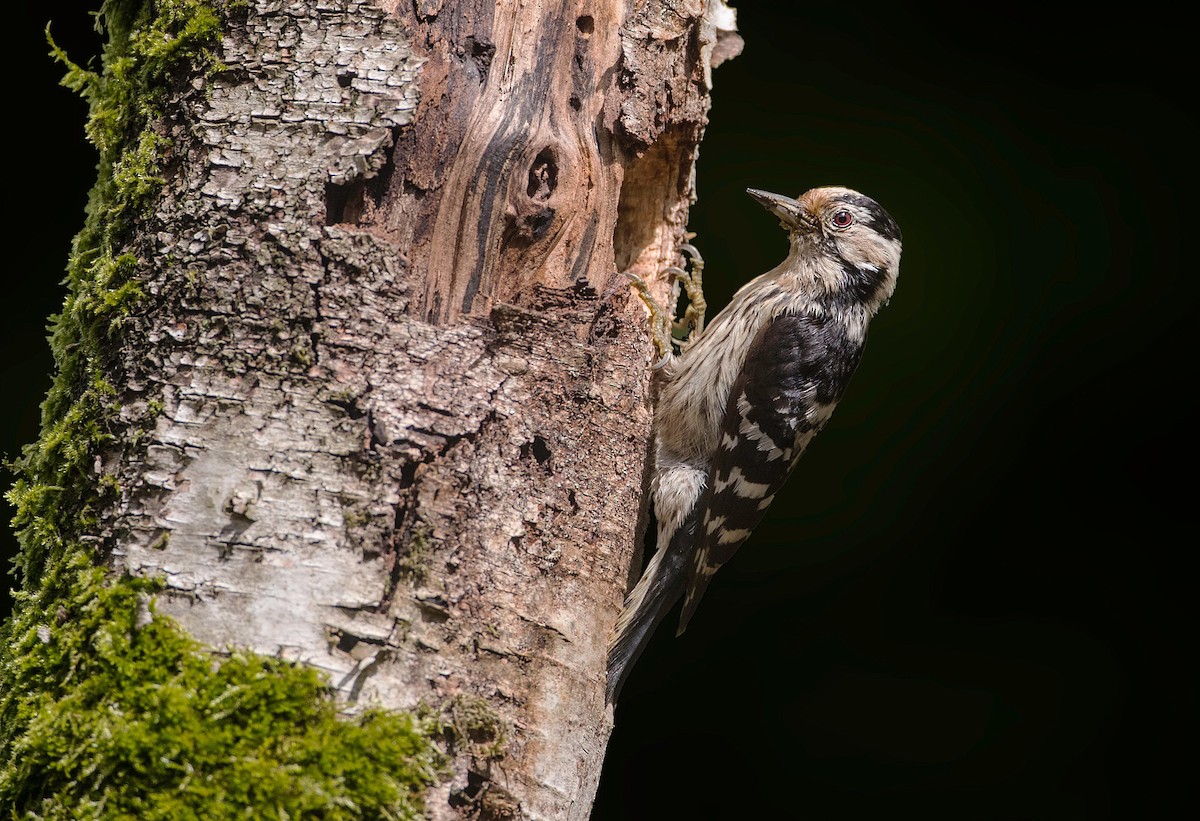Lesser Spotted Woodpecker - Pascal De Munck
