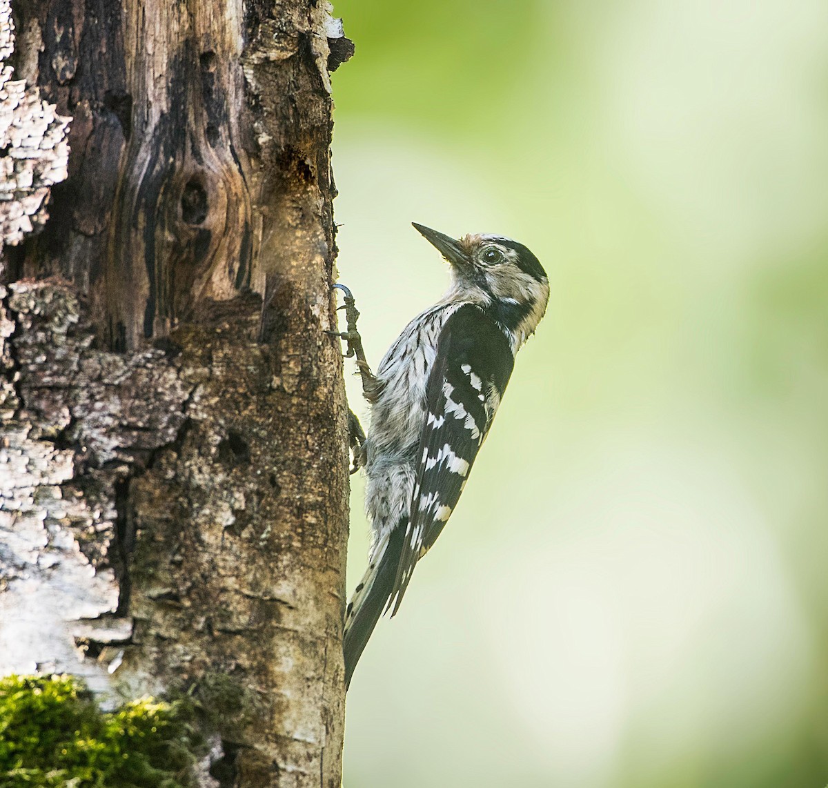 Lesser Spotted Woodpecker - ML251034261