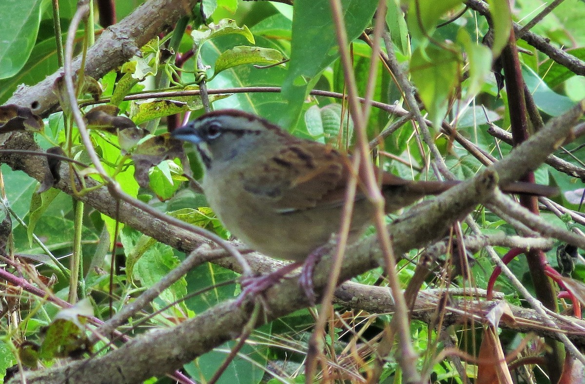 Rusty Sparrow - ML25103461