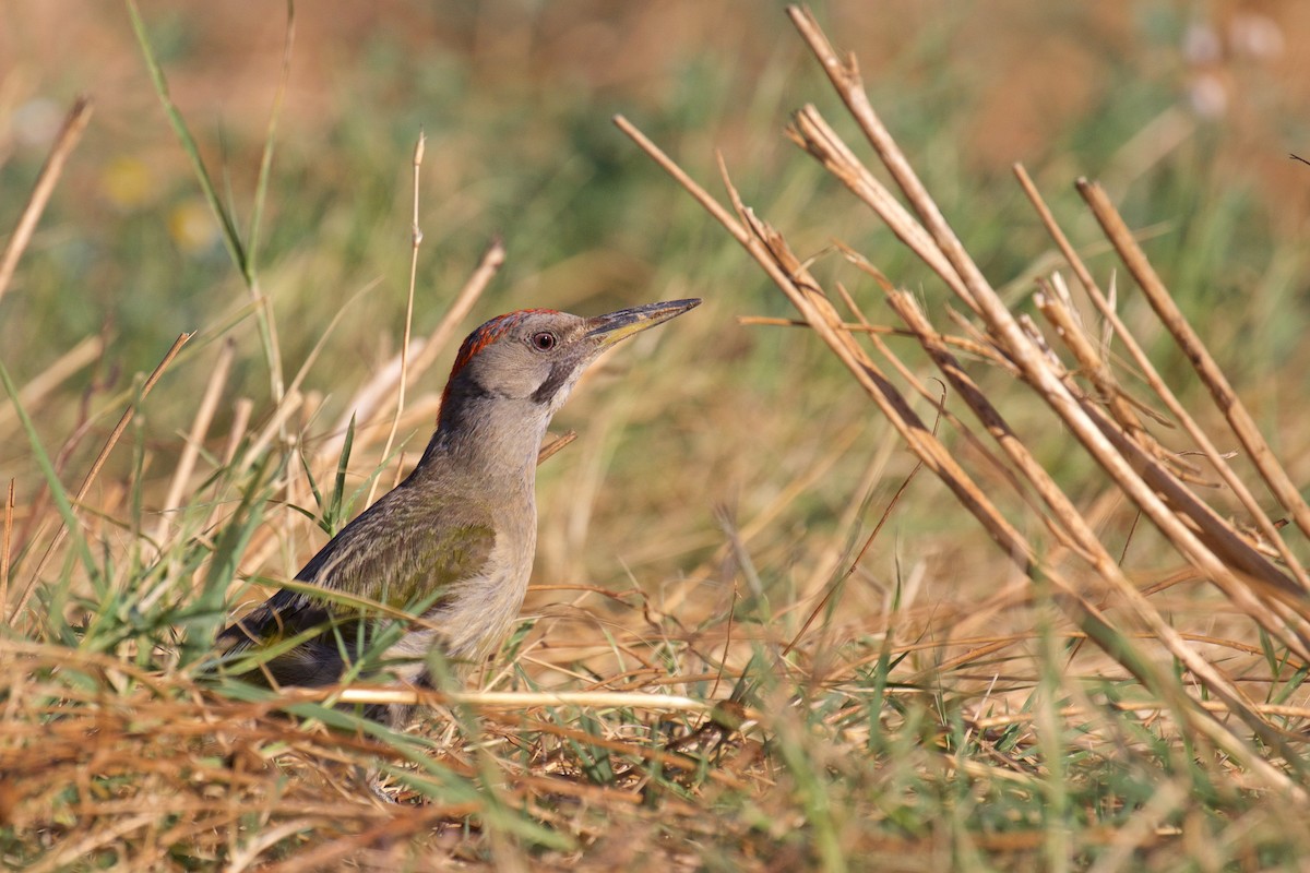 Iberian Green Woodpecker - ML251036121