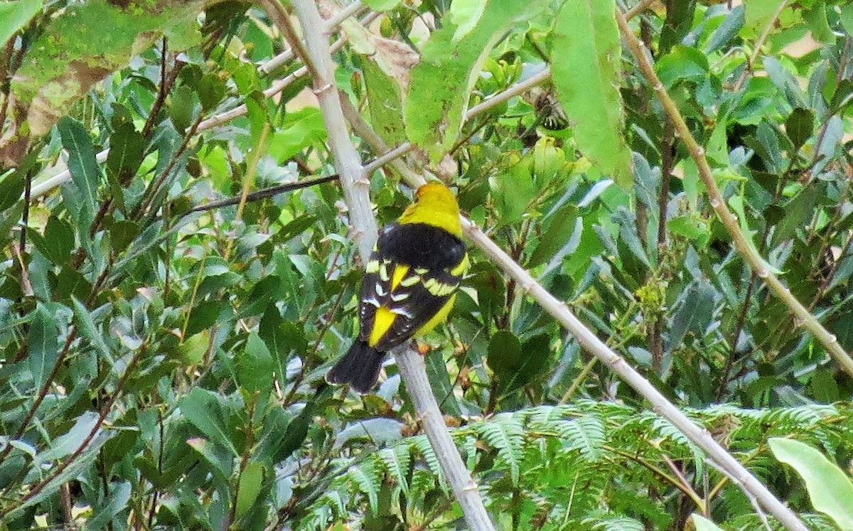 Western Tanager - ML25103751