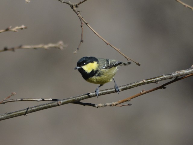 Similar species: Coal Tit (<em class="SciName notranslate">Periparus ater</em>). - Coal Tit (Atlas) - 