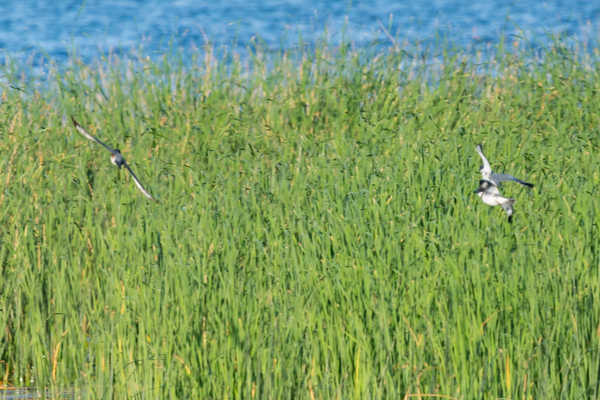 Belted Kingfisher - ML251038221