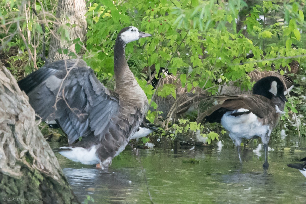 Domestic goose sp. x Canada Goose (hybrid) - Roy Chatburn