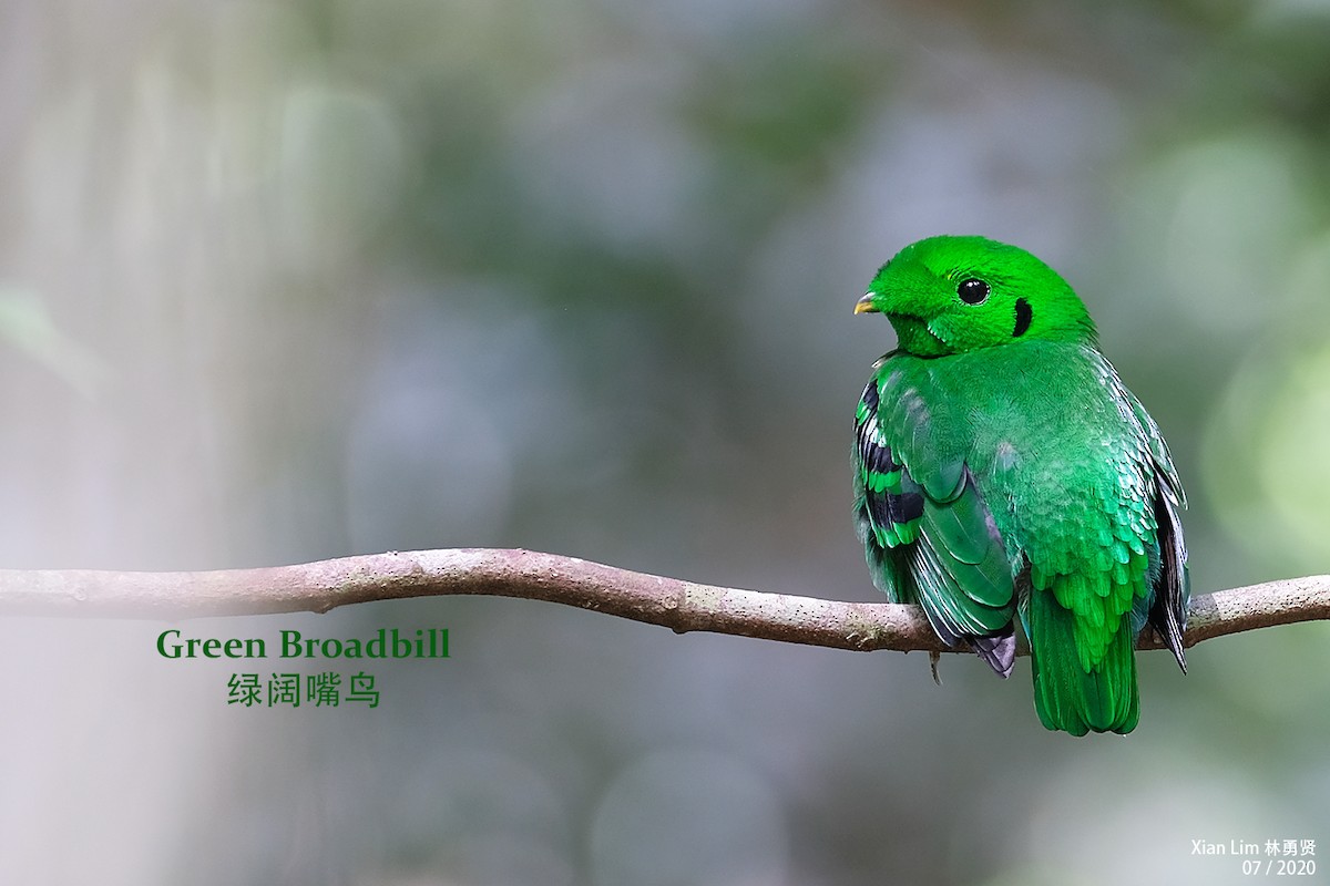 Green Broadbill - Lim Ying Hien