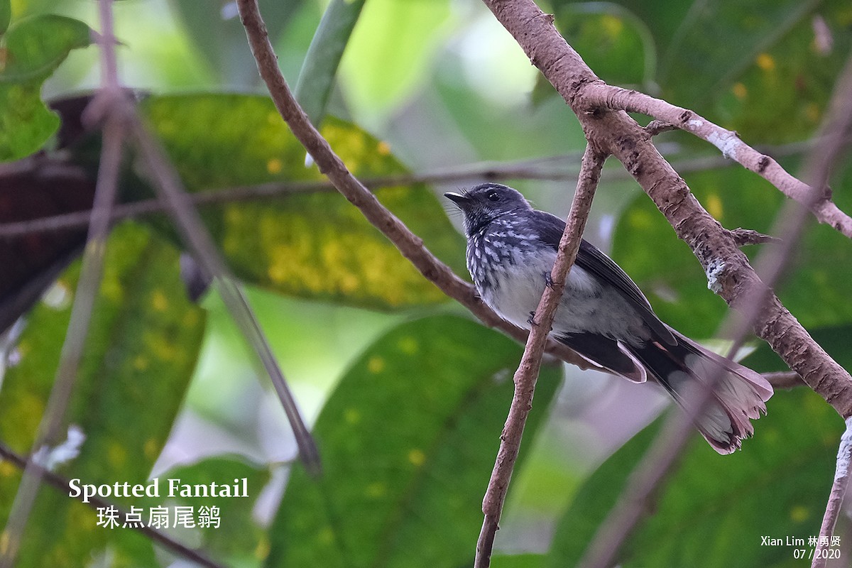 Spotted Fantail - ML251044281