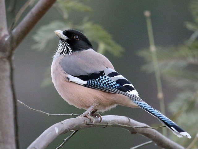 Black-headed Jay - eBird