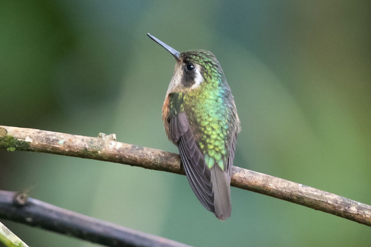 Speckled Hummingbird - Arthur Grosset