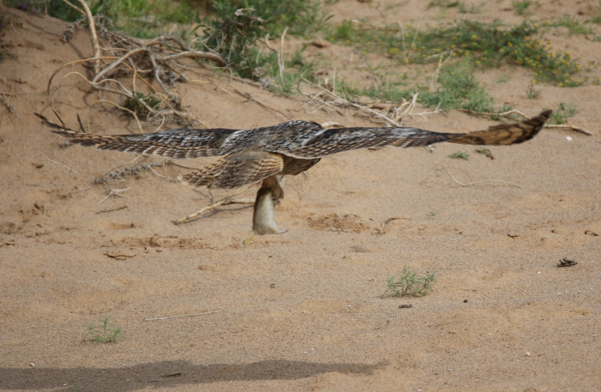 Eurasian Eagle-Owl - ML251048371