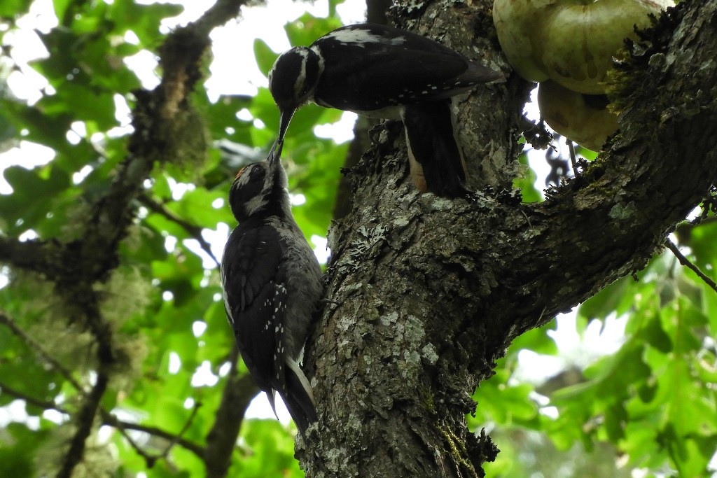 Hairy Woodpecker (Pacific) - Jeff Harding