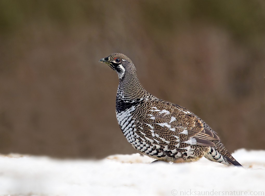Spruce Grouse - Nick Saunders
