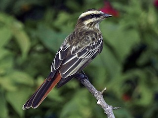  - Variegated Flycatcher