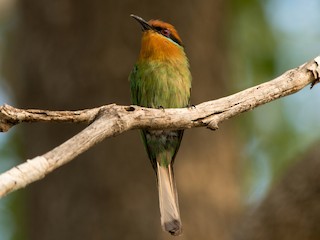 Молодая птица - Eric van Poppel - ML251056441