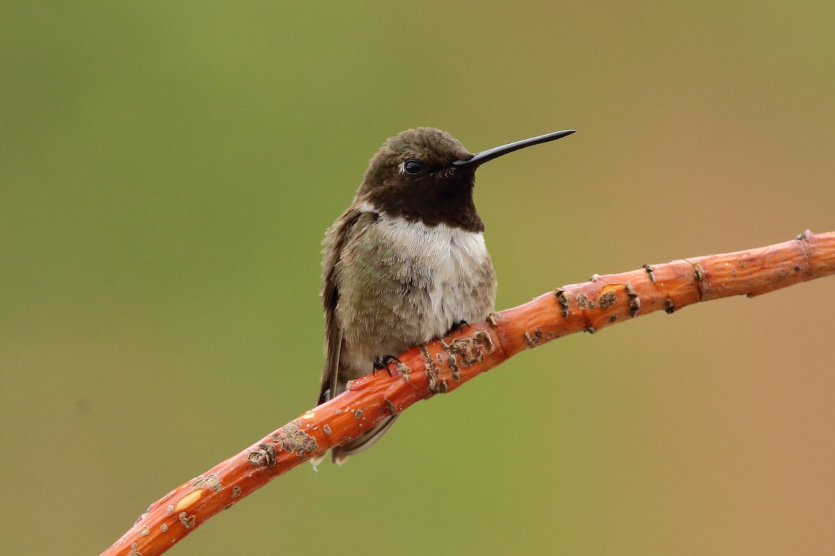 Black-chinned Hummingbird - ML251056761