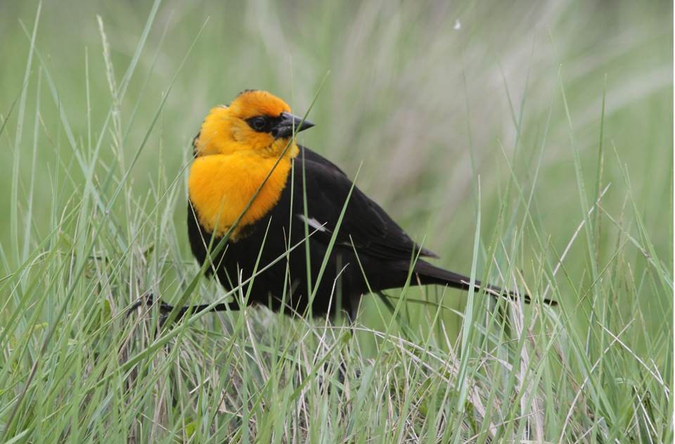 Yellow-headed Blackbird - Paul Marvin