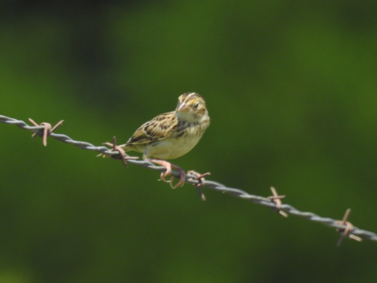 Grasshopper Sparrow - ML251066631
