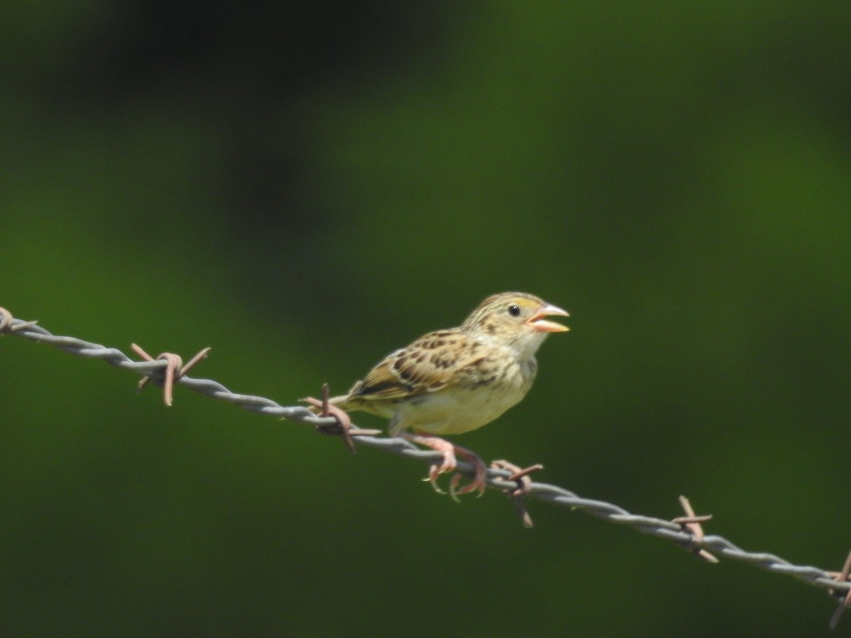 Grasshopper Sparrow - ML251066641