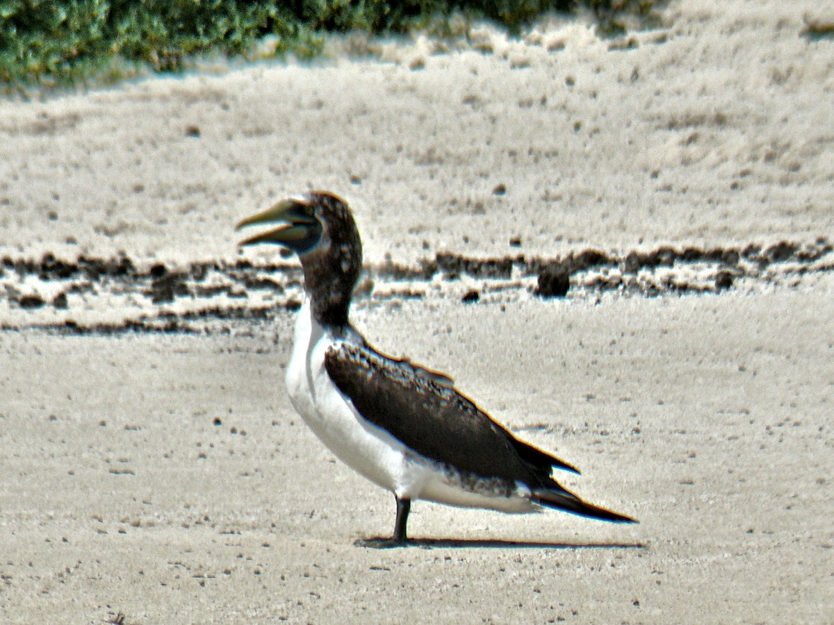 Masked Booby - ML251068181