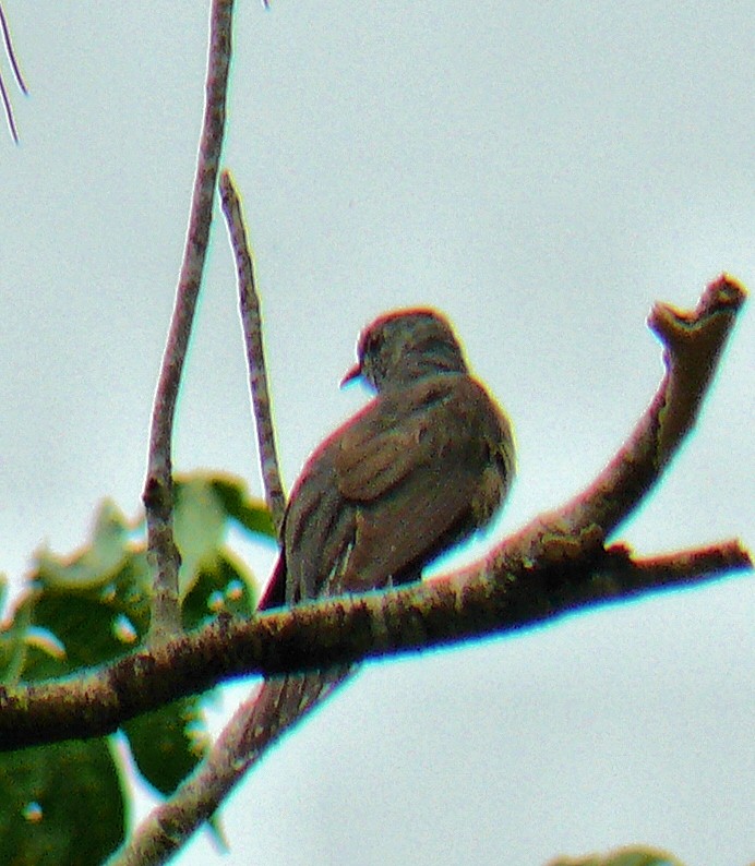 Fan-tailed Cuckoo - Doug Wassmer