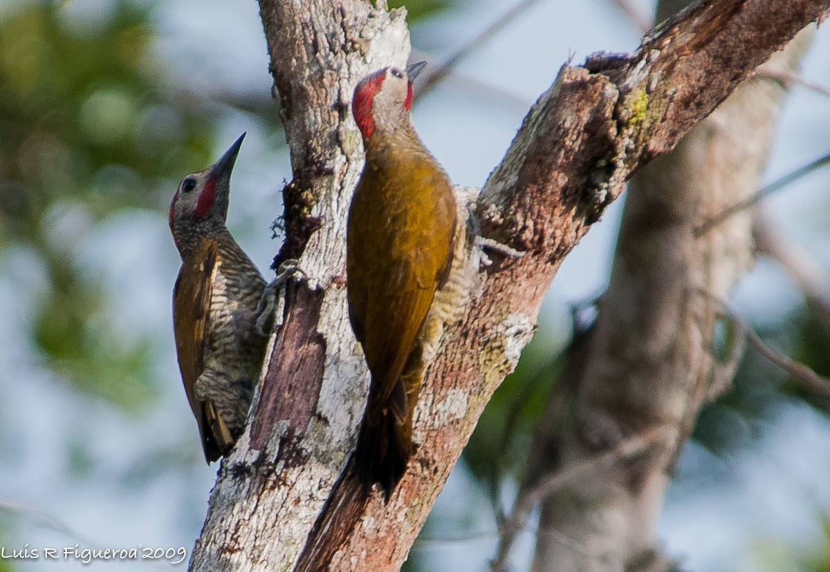 Golden-olive Woodpecker - ML251071401
