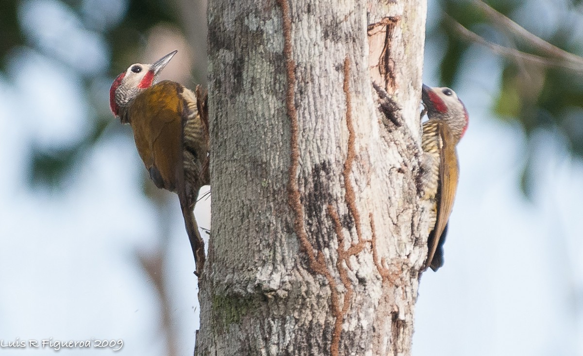Golden-olive Woodpecker - ML251071651