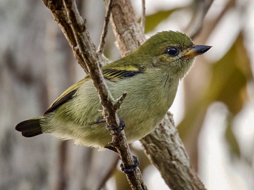 Green Tinkerbird - Lars Petersson