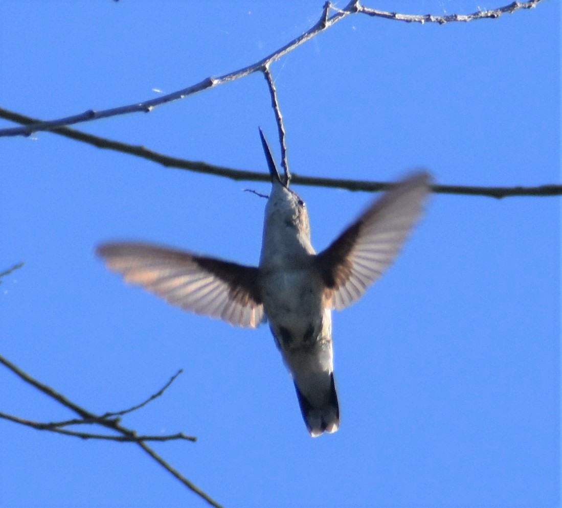 eBird Checklist 23 Jul 2020 Wood Dale Reservoir 40 species