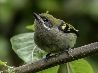  - Moustached Tinkerbird