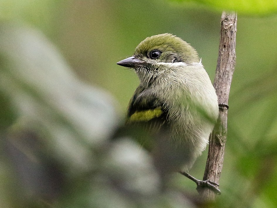 Moustached Tinkerbird - Charley Hesse TROPICAL BIRDING