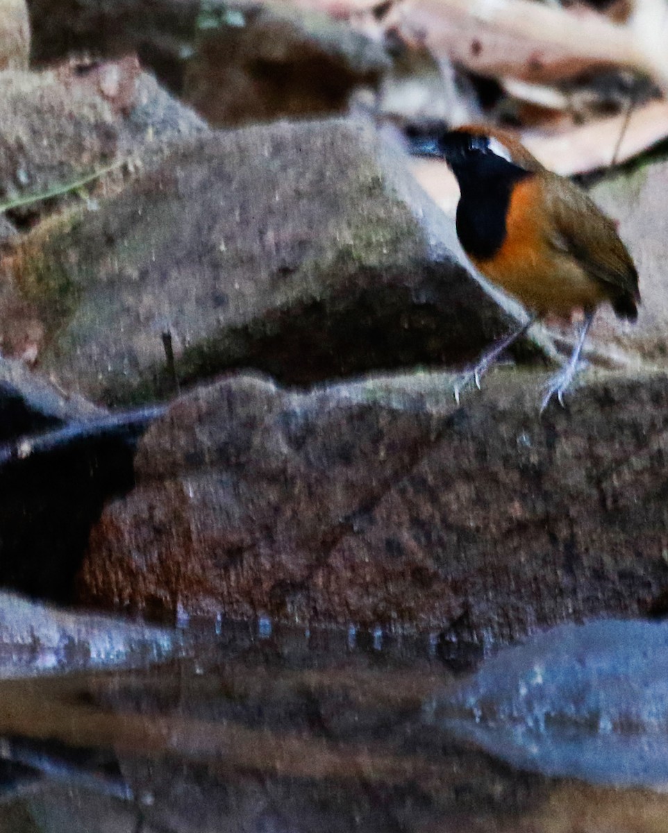 Black-breasted Gnateater - ML251073961