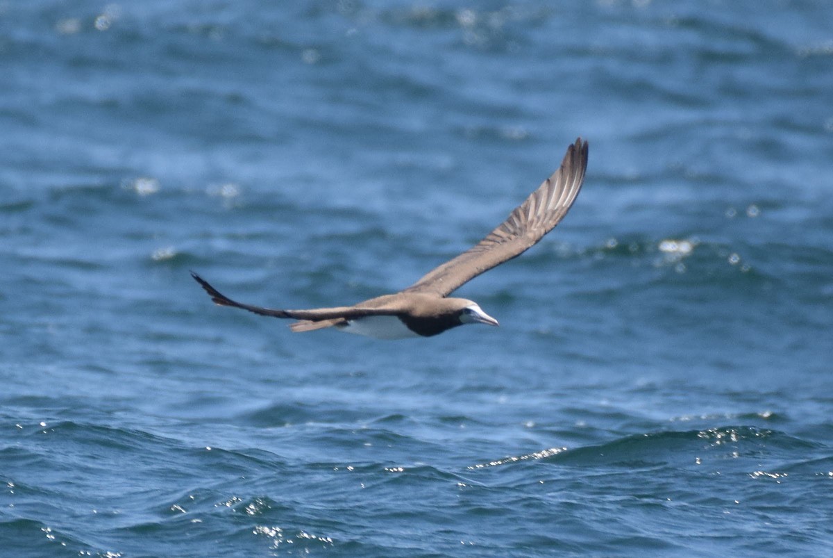 Brown Booby - ML251074031