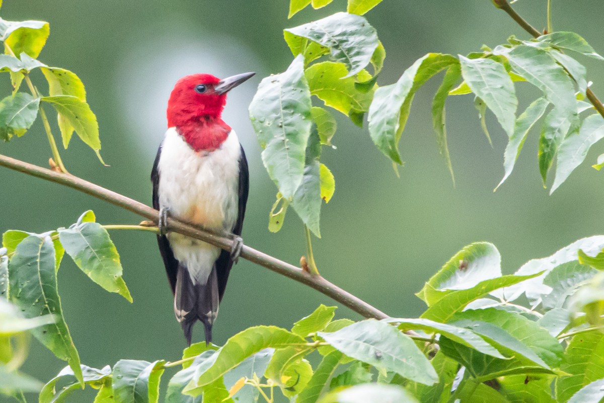 Red-headed Woodpecker - ML251074331