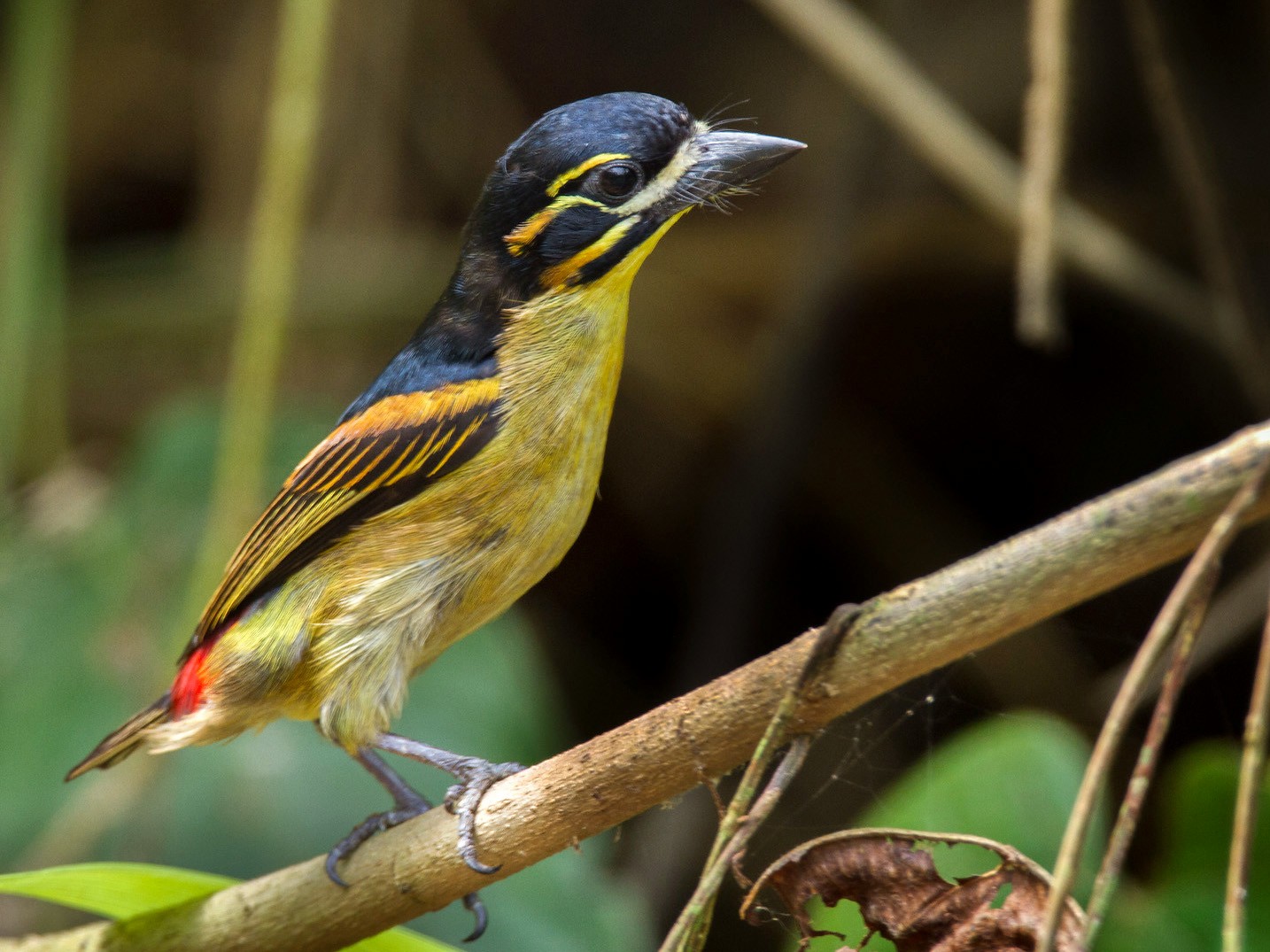 Red-rumped Tinkerbird - eBird
