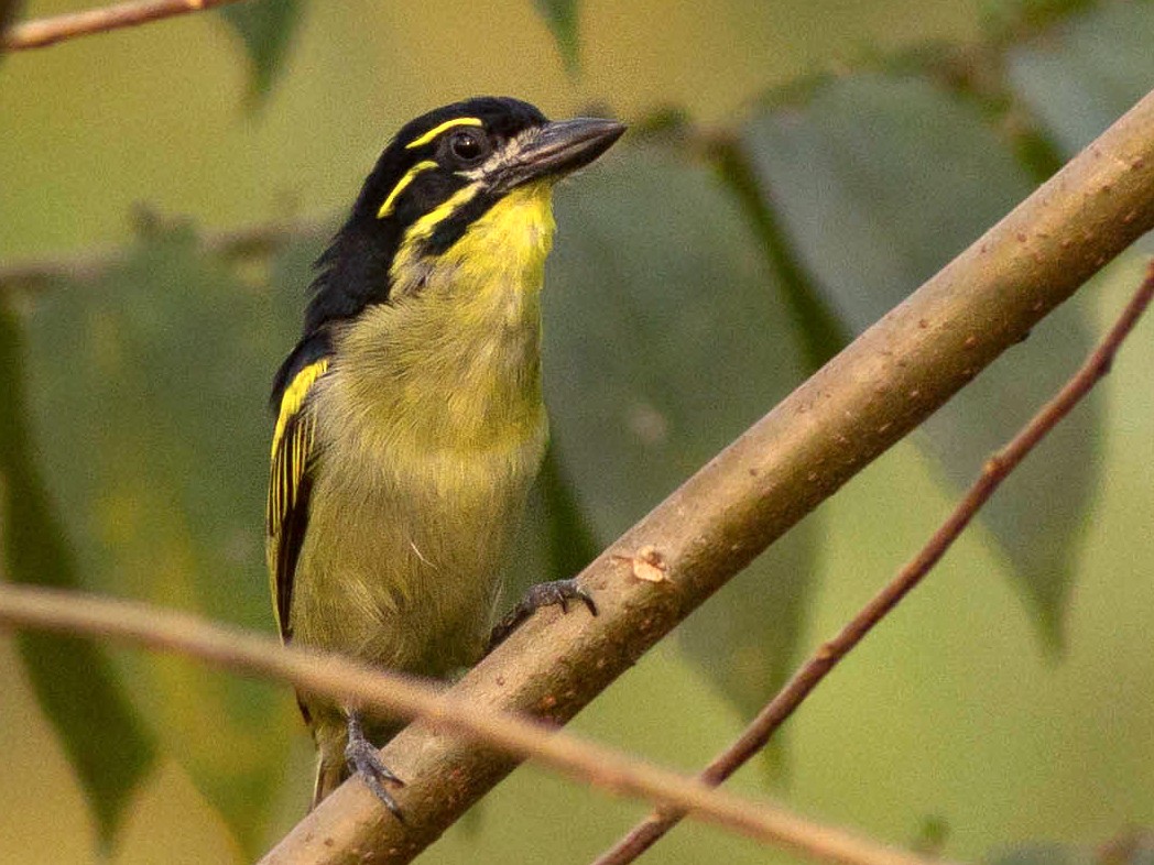 Red-rumped Tinkerbird - eBird