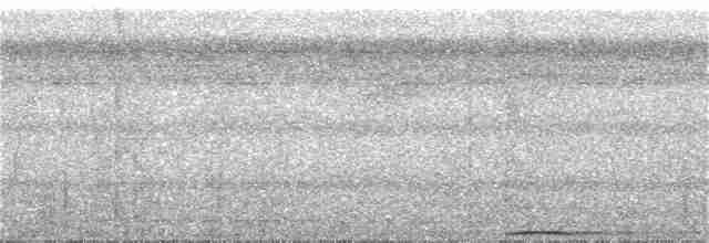 holub břidlicový - ML251075401