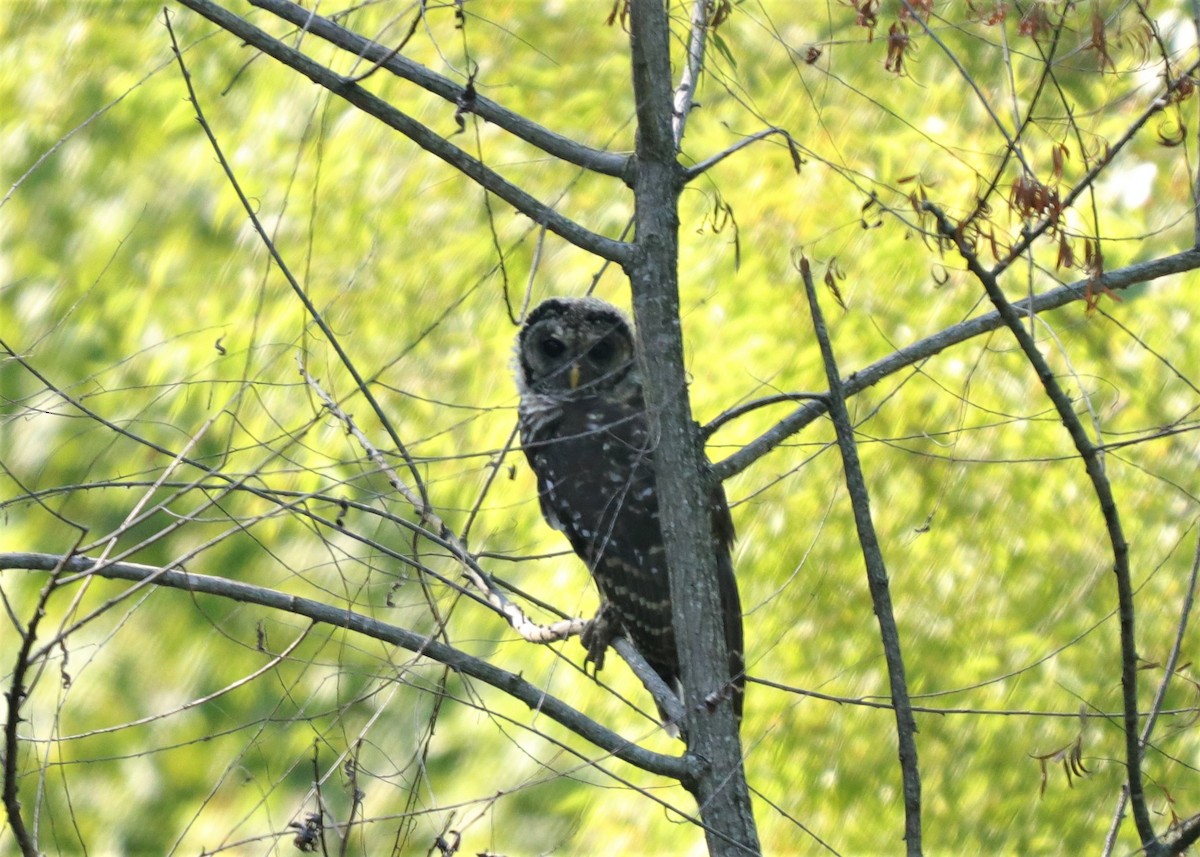 Barred Owl - ML251075961