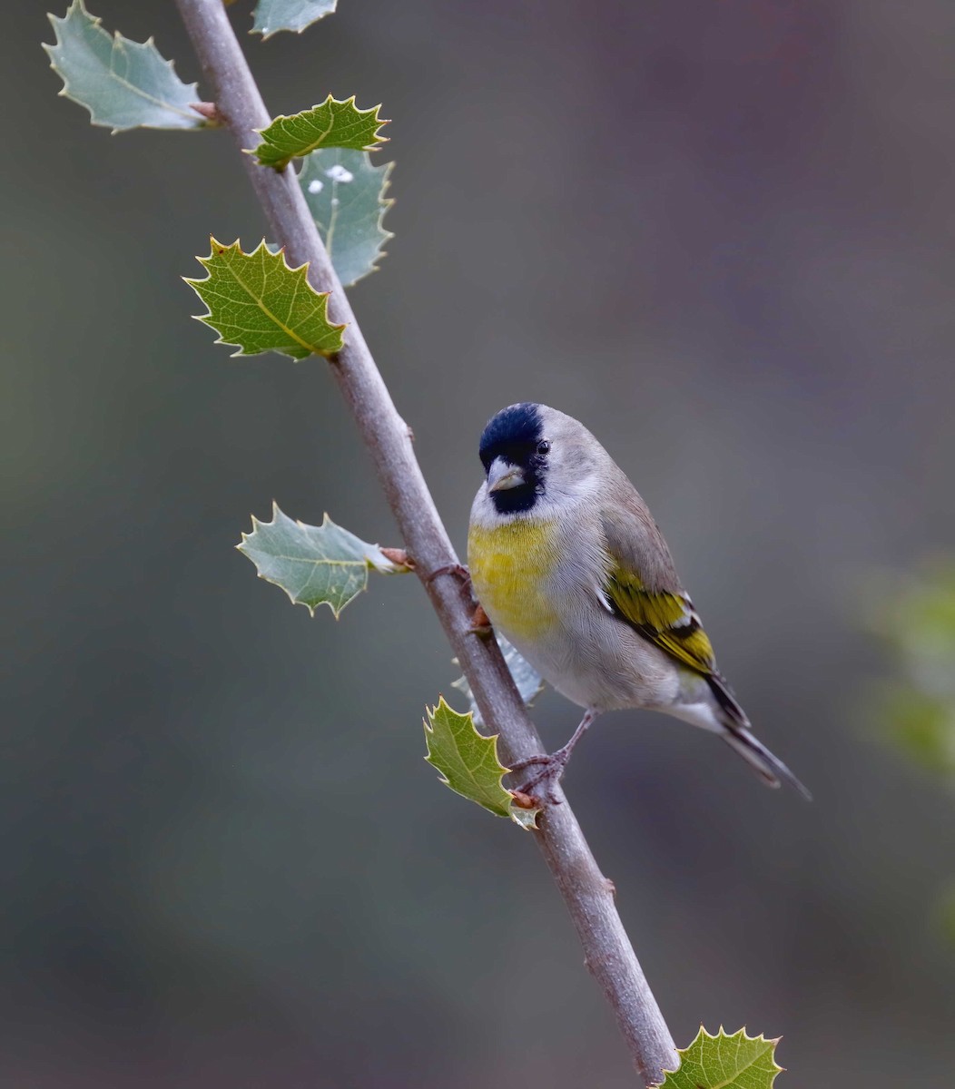 Lawrence's Goldfinch - ML251078421