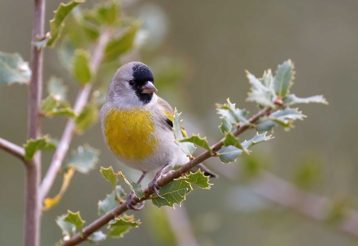 Lawrence's Goldfinch - ML251078661