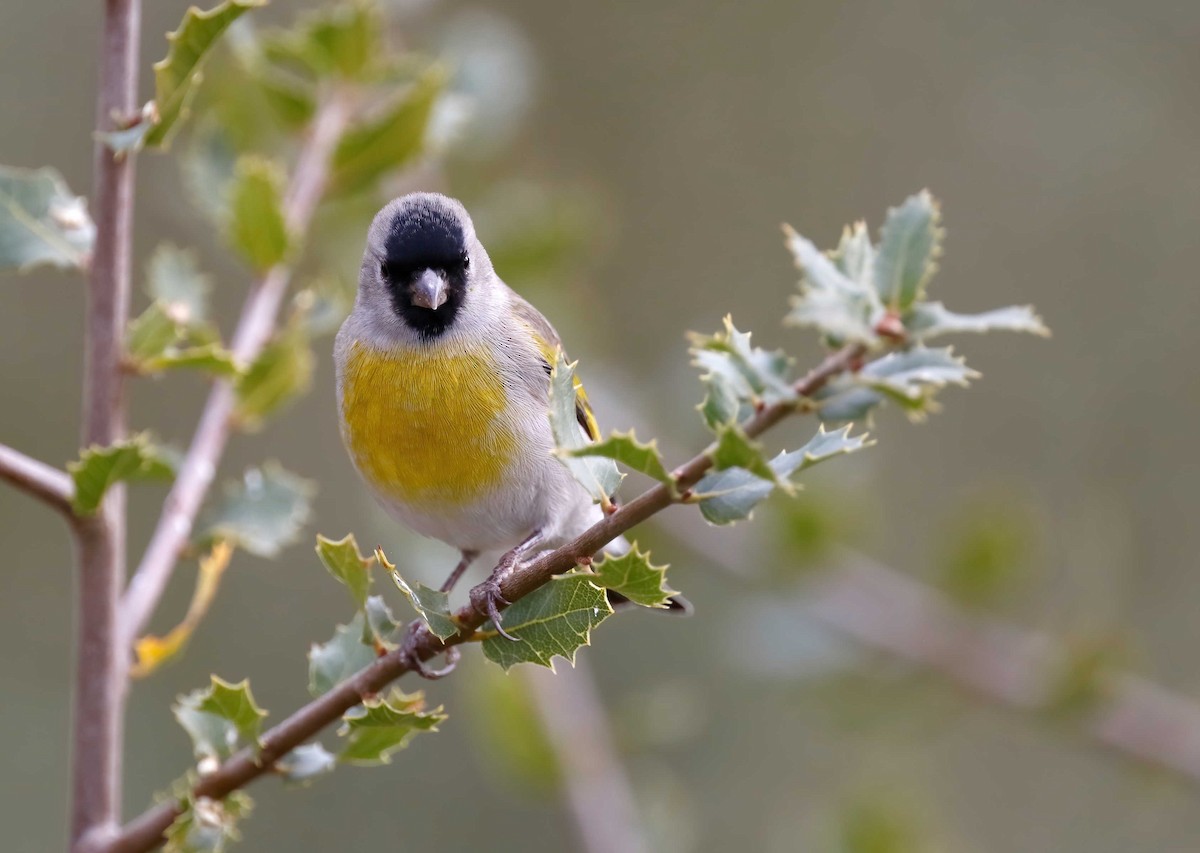 Lawrence's Goldfinch - Timo Mitzen