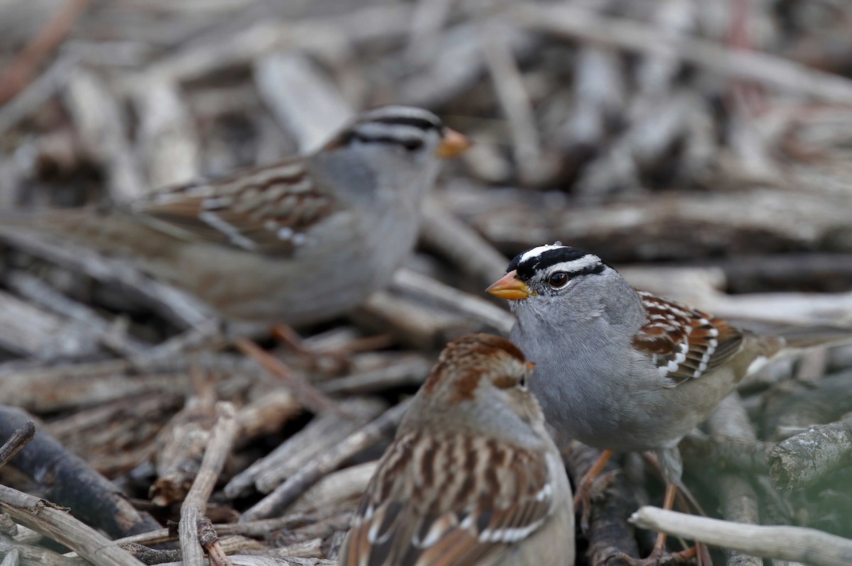 White-crowned Sparrow (Gambel's) - ML251078801