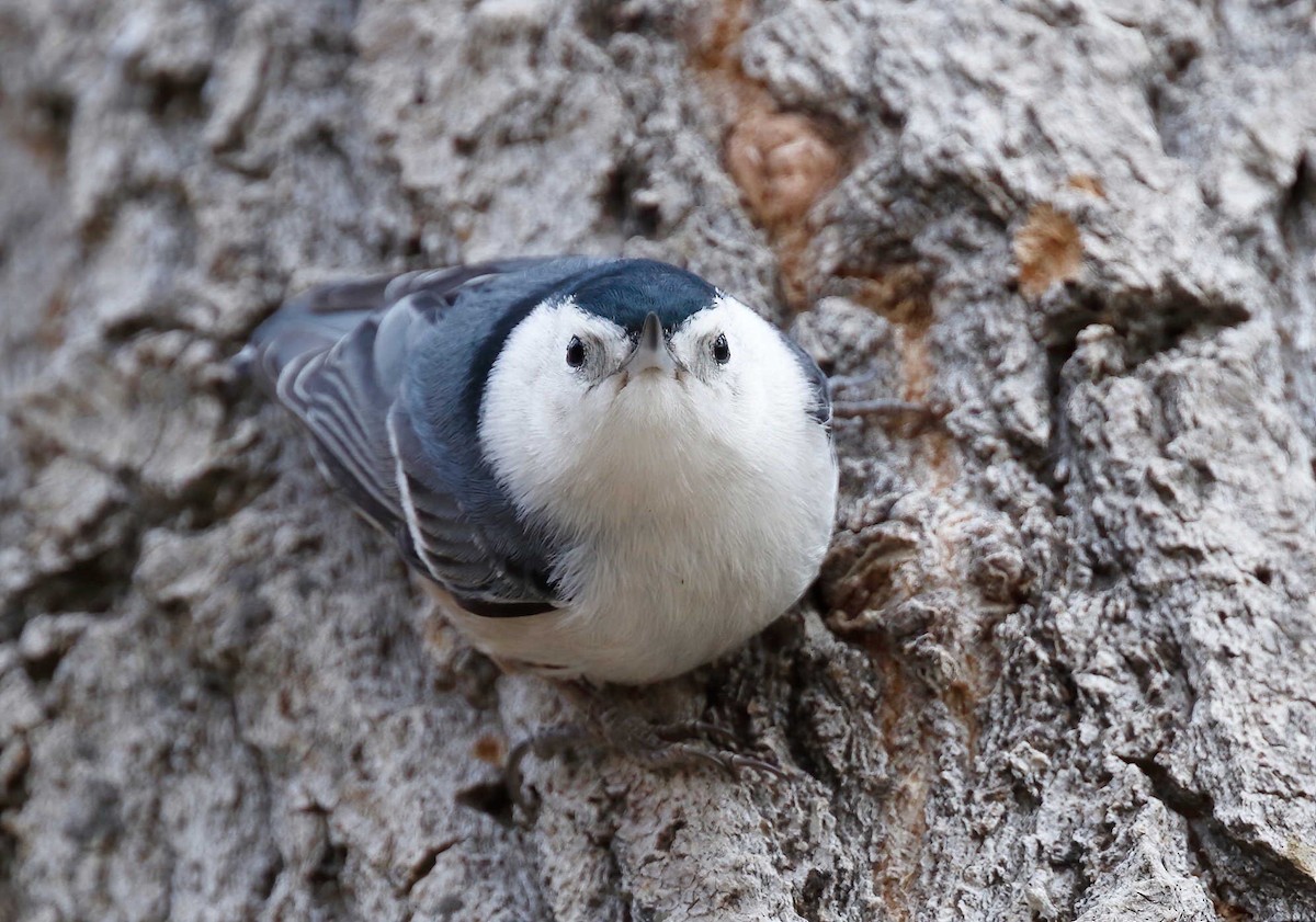 White-breasted Nuthatch - ML251079881