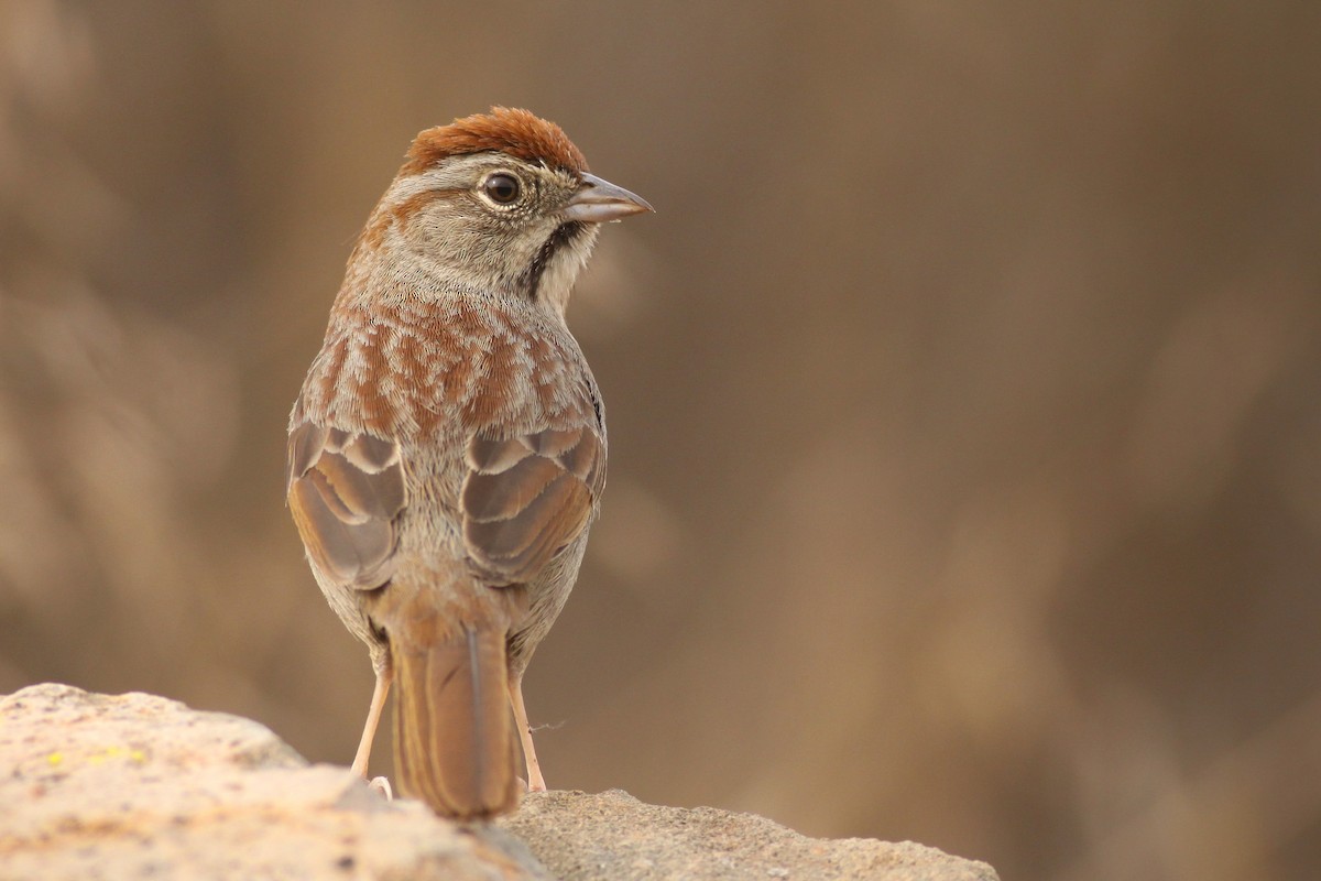 Rufous-crowned Sparrow - Matt Sadowski