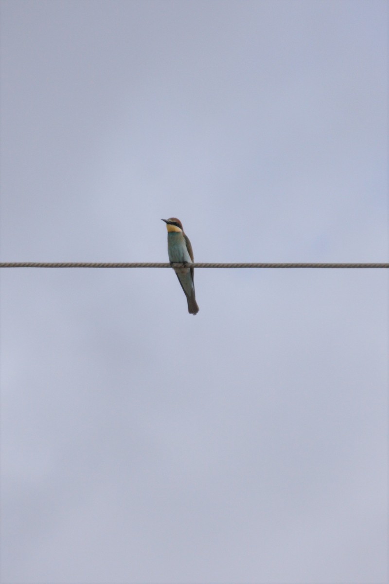 European Bee-eater - ML251084191