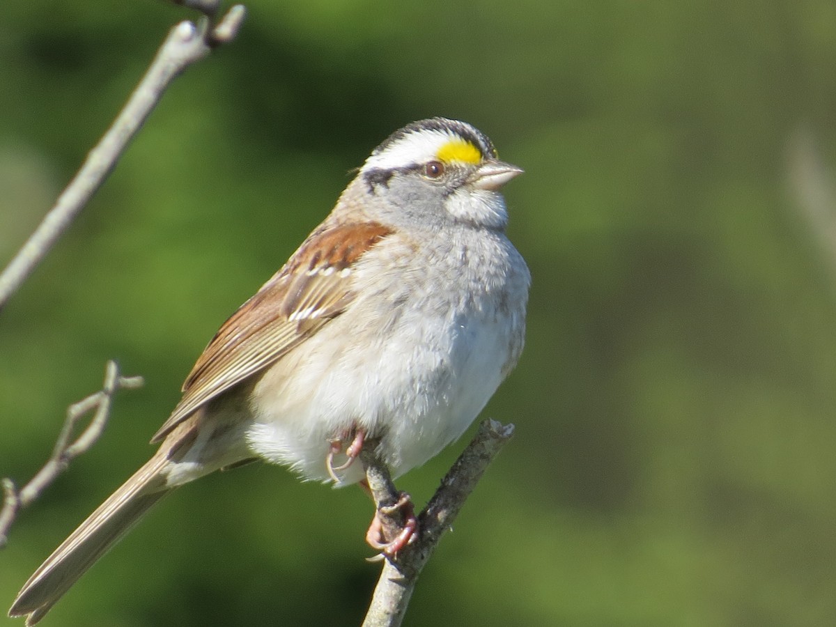 White-throated Sparrow - ML251085201