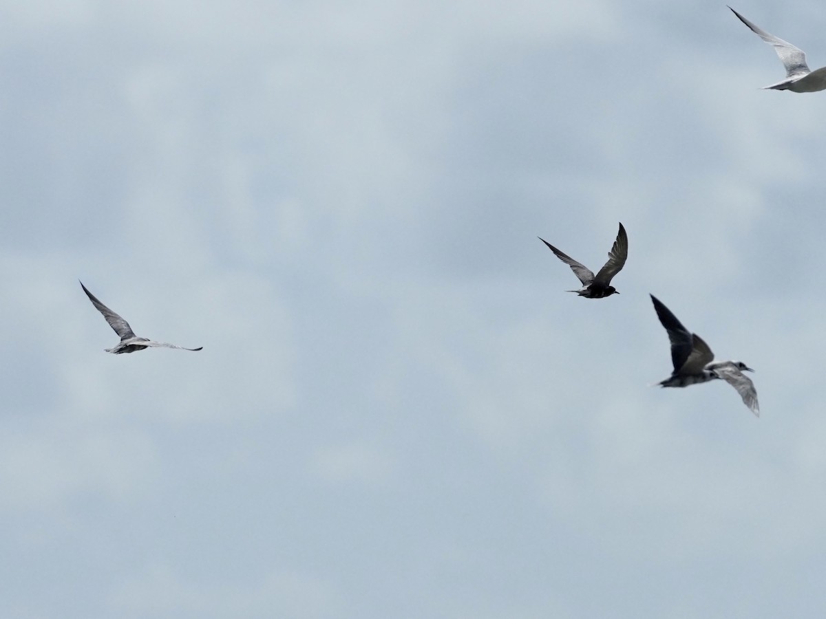 Black Tern - Yve Morrell